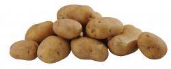 Kartoffeln Gala vorwiegend festkochend