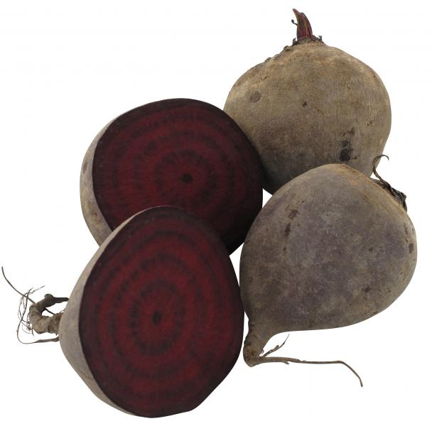 Rote Bete Frisch