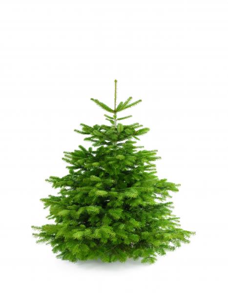 Weihnachtsbaum Nordmanntanne M 125-150cm