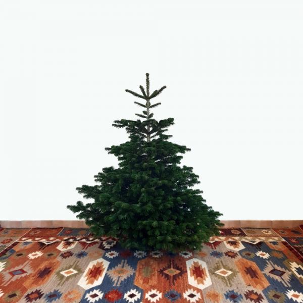 Weihnachtsbaum Nordmanntanne M 125-150cm