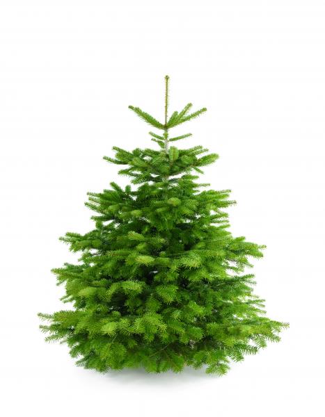 Weihnachtsbaum Nordmanntanne L 150-175cm