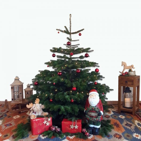 Weihnachtsbaum Nordmanntanne L 150-175cm