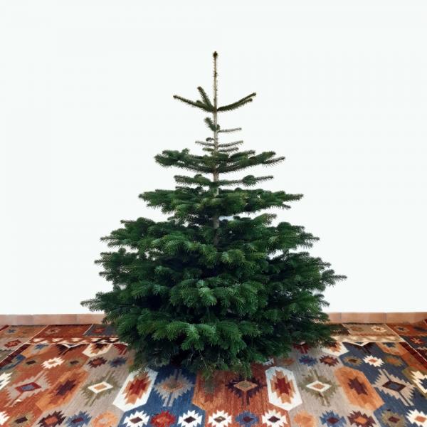 Weihnachtsbaum Nordmanntanne L 150-175cm