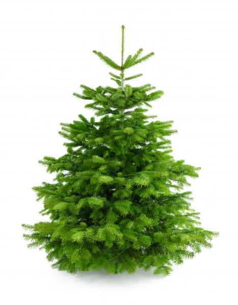 Weihnachtsbaum Nordmanntanne XL 175-200cm